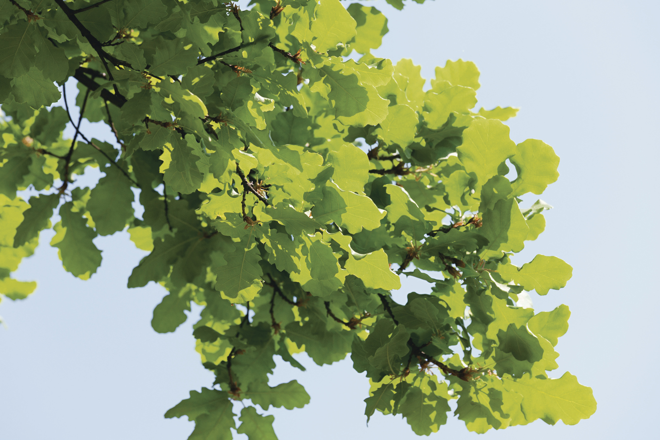 Quercus robur: closeup leaves