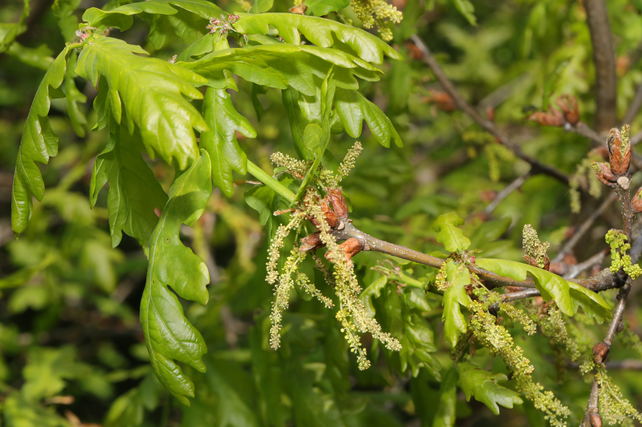 Quercus robur: flowers