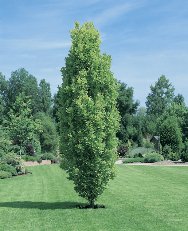 Quercus robur Fastigiata: small tree in garden