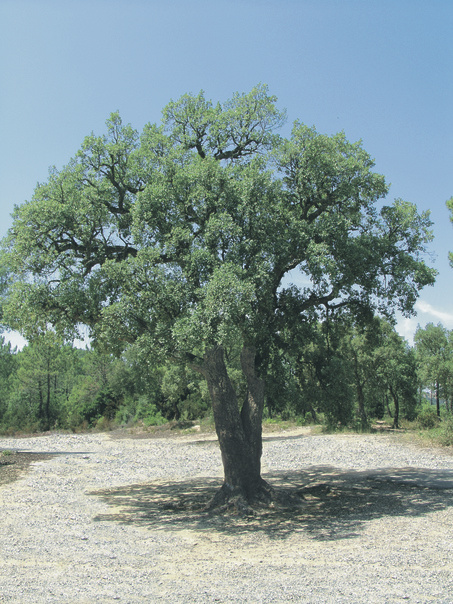 Quercus suber: whole tree