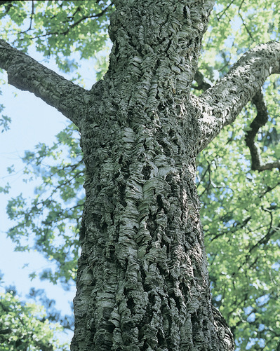 Quercus suber: bark