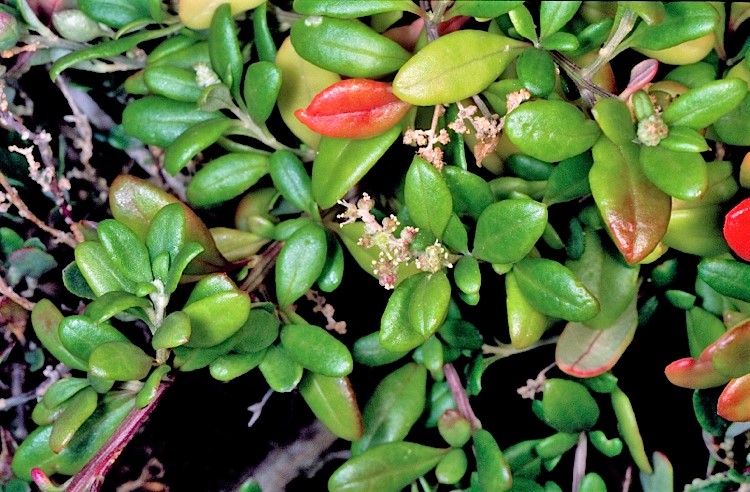 Rhagodia candolleana subsp. candolleana: leaves