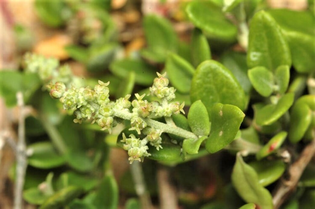 Rhagodia candolleana subsp. candolleana: flowers