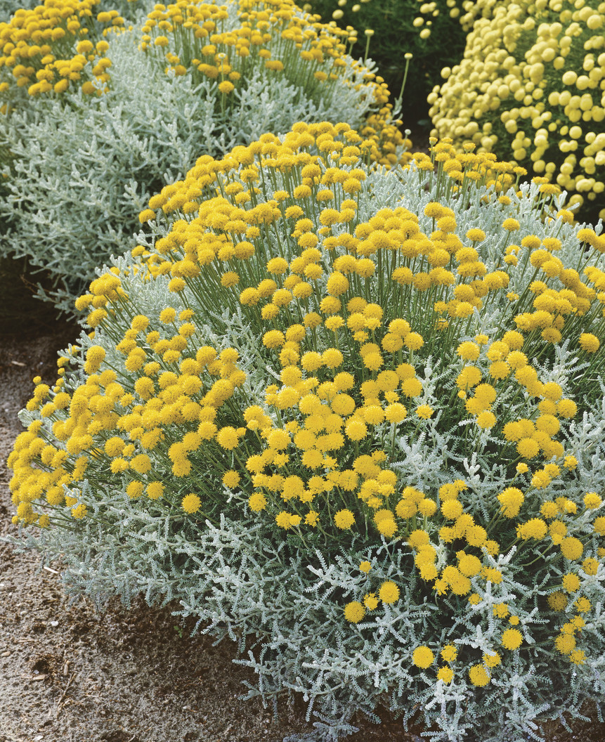 Santolina chamaecyparissus: flowering plant