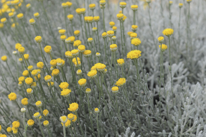 Santolina chamaecyparissus: flowers, stems and leaves