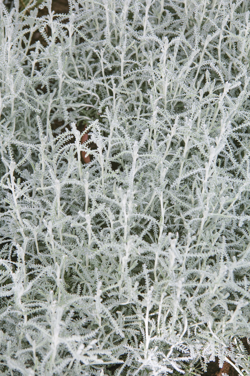 Santolina chamaecyparissus: close up of leaves