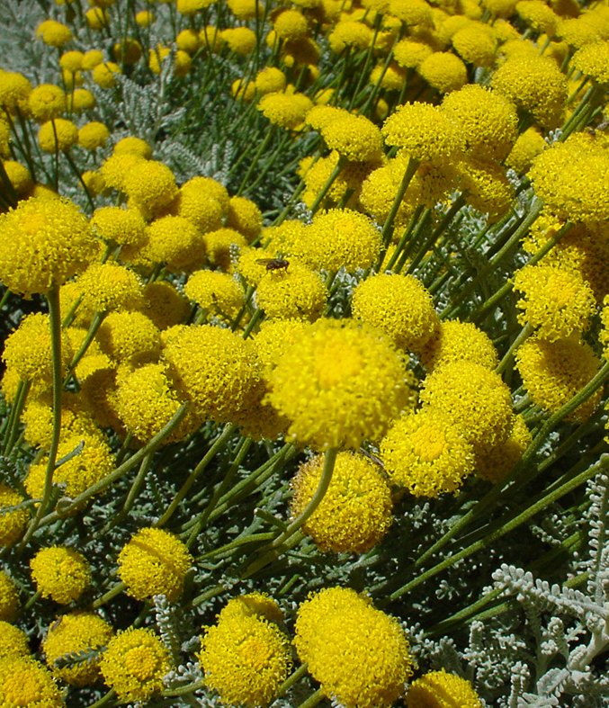 Santolina chamaecyparissus: close up of flowers
