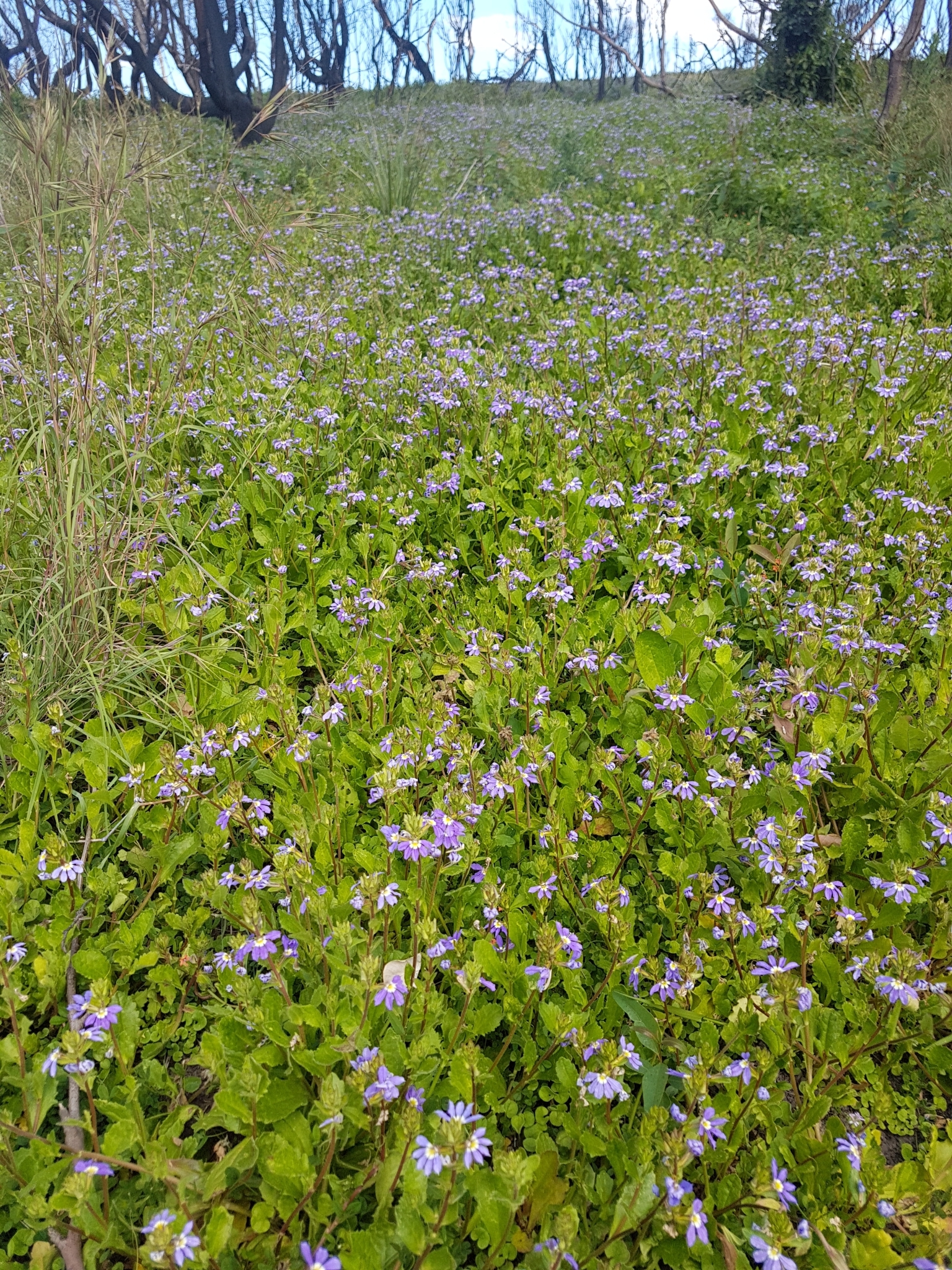 Scaevola aemula: plant as ground cover in flower