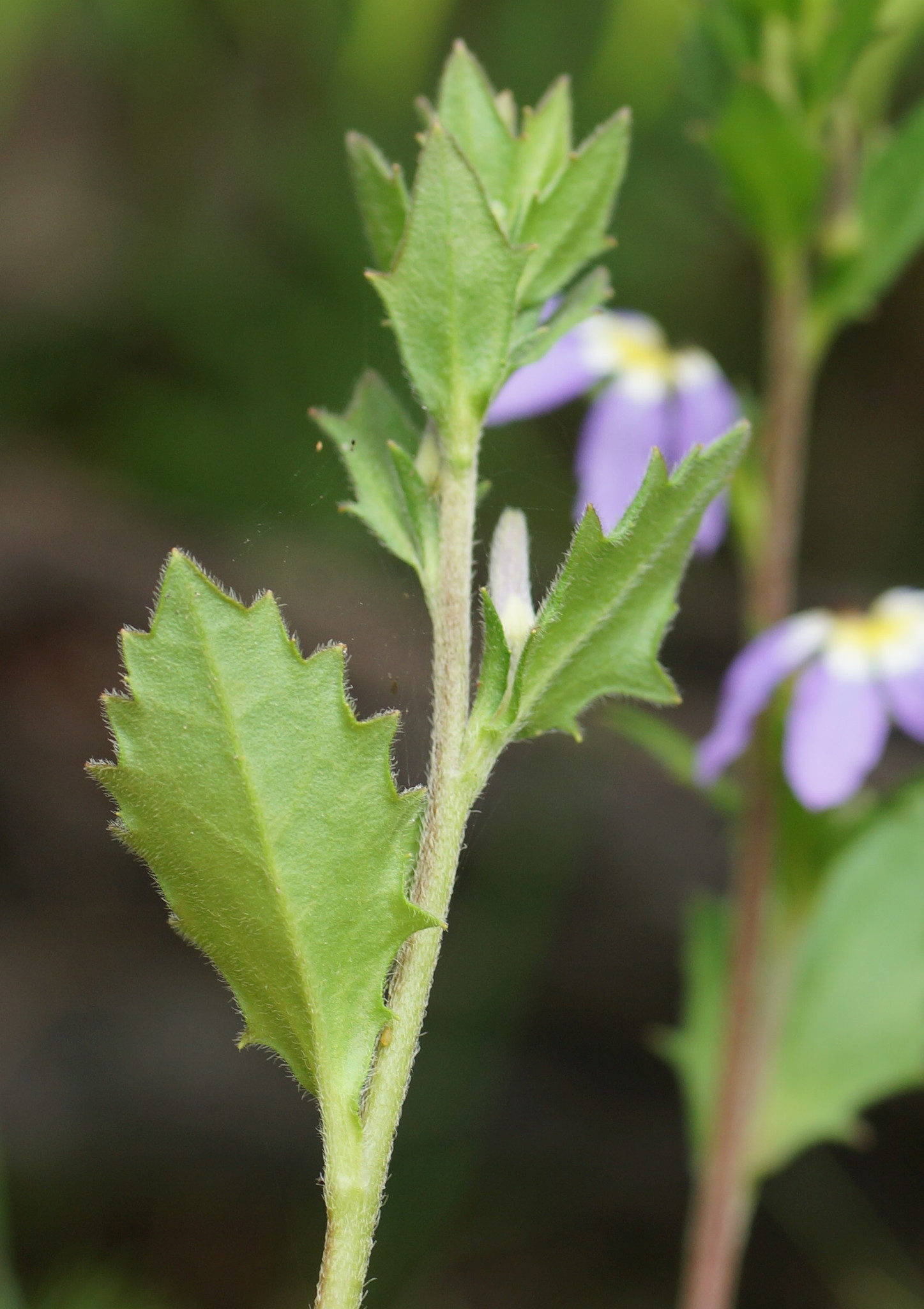 Scaevola aemula: bottom view of leaf