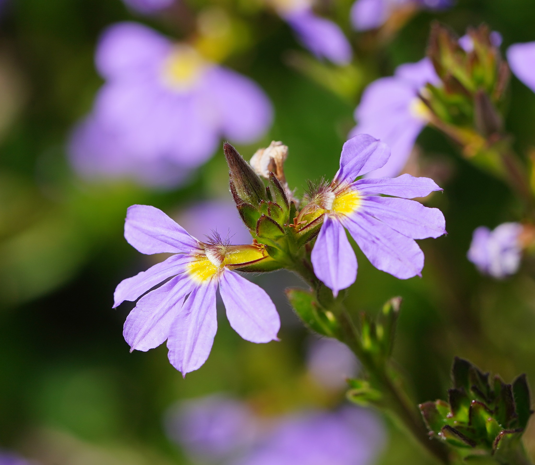Scaevola aemula: flower close up