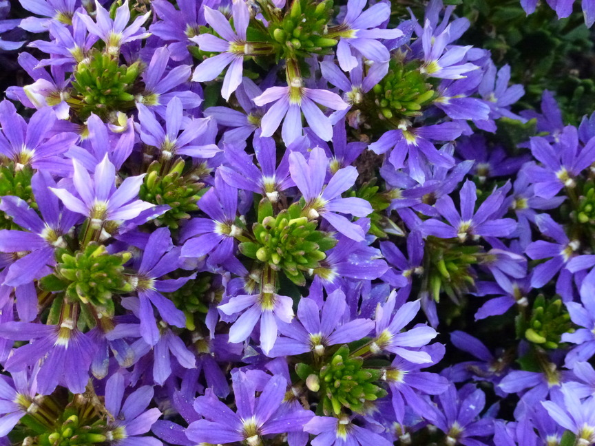 Scaevola aemula Purple Fanfare: close up of flowers
