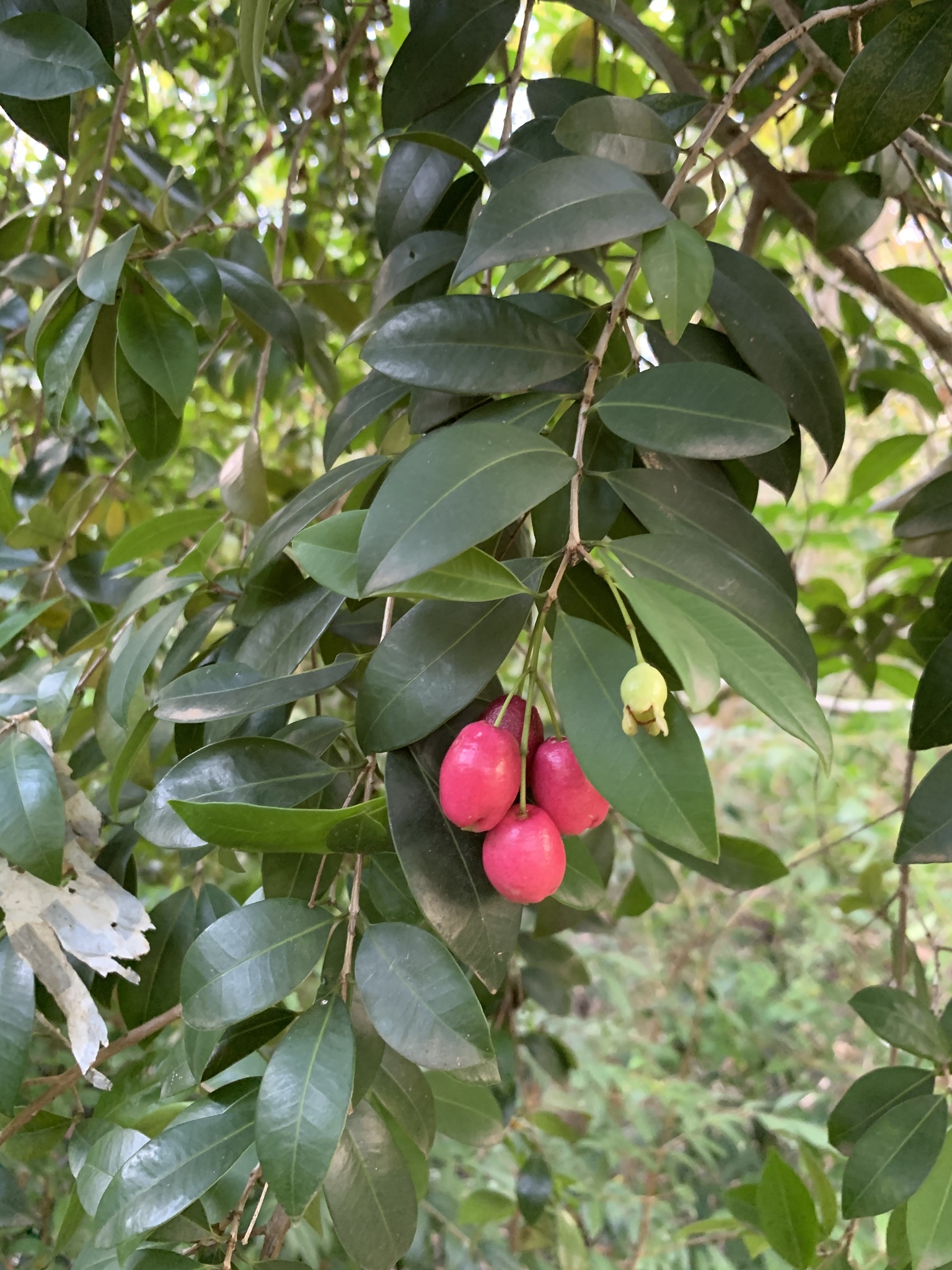 Syzygium australe: fruit