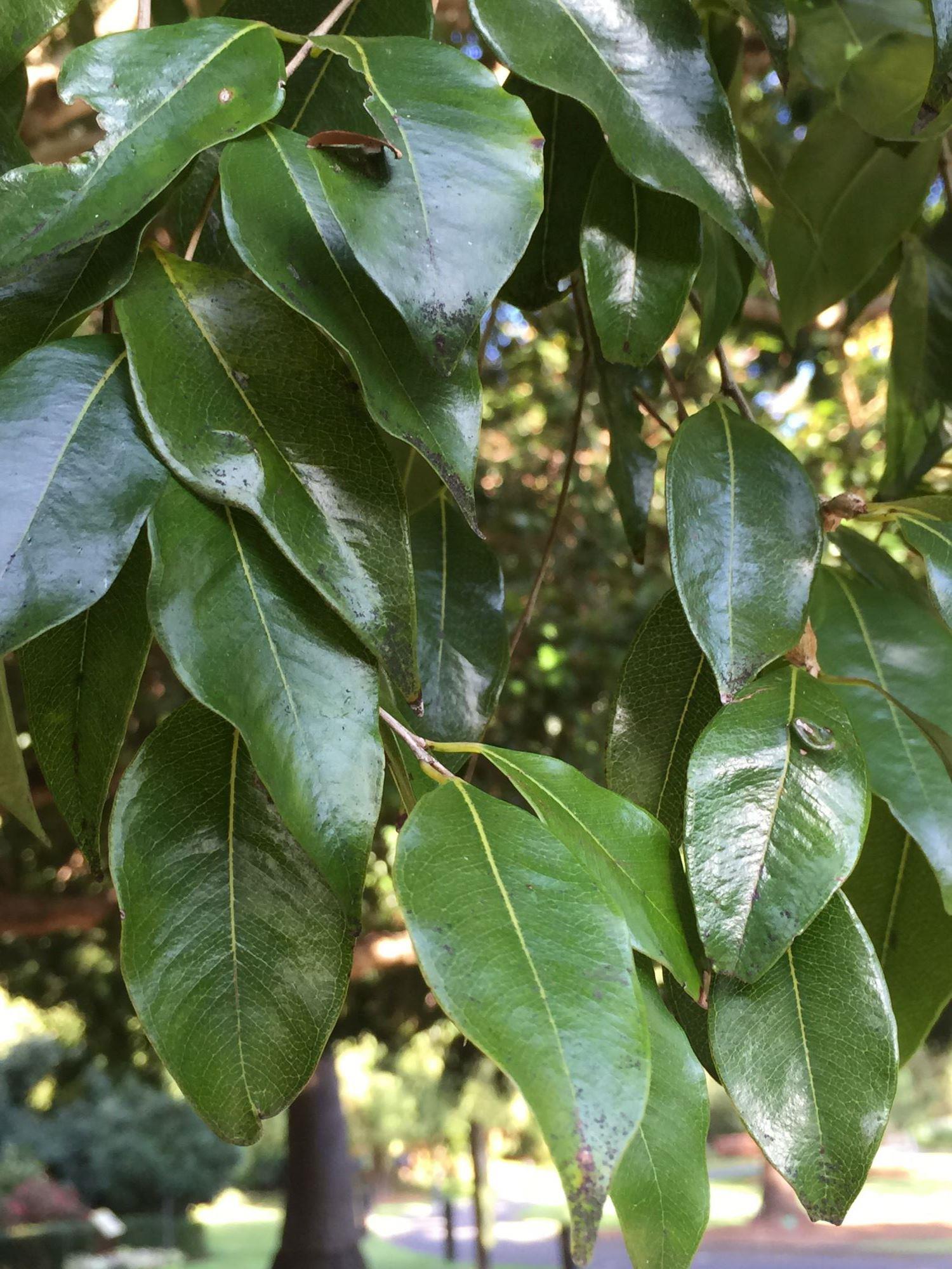 Syzygium francisii: leaves