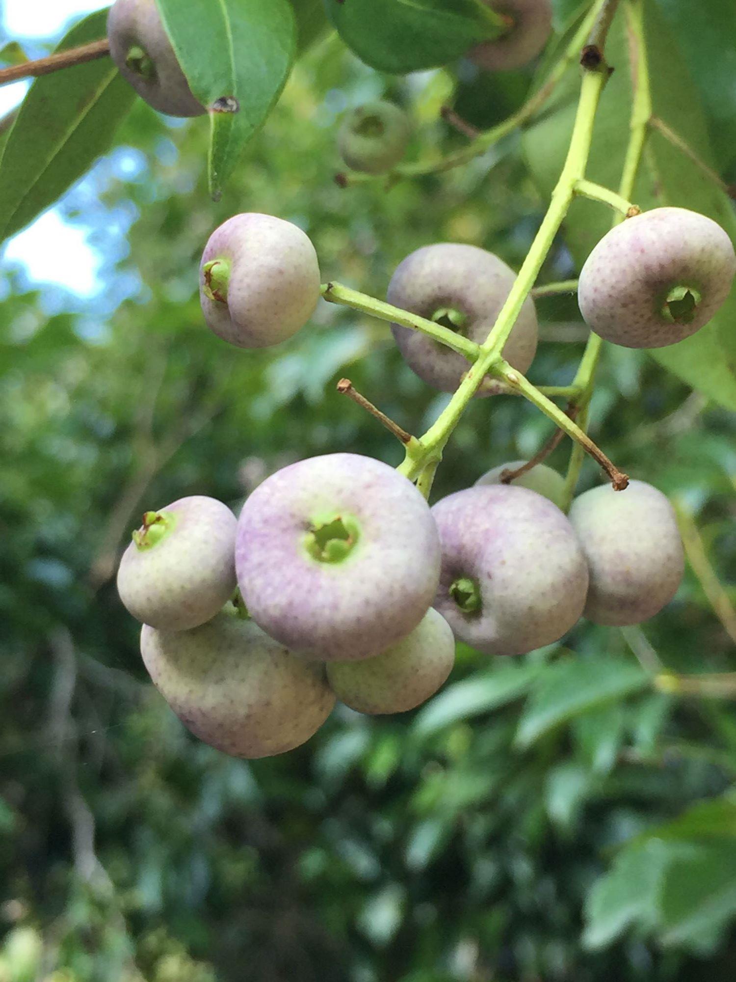 Syzygium francisii: fruit