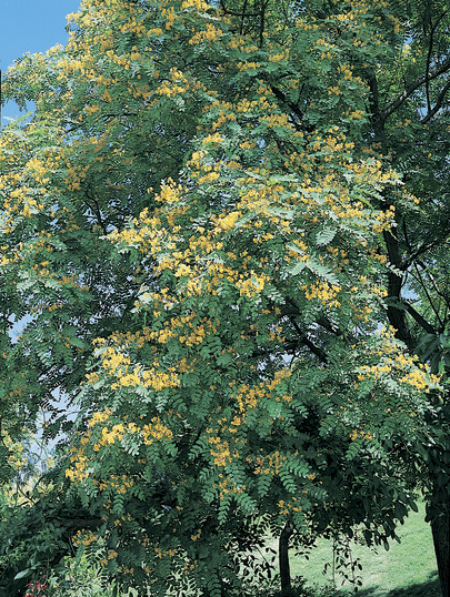 Tipuana tipu: tree with flowers