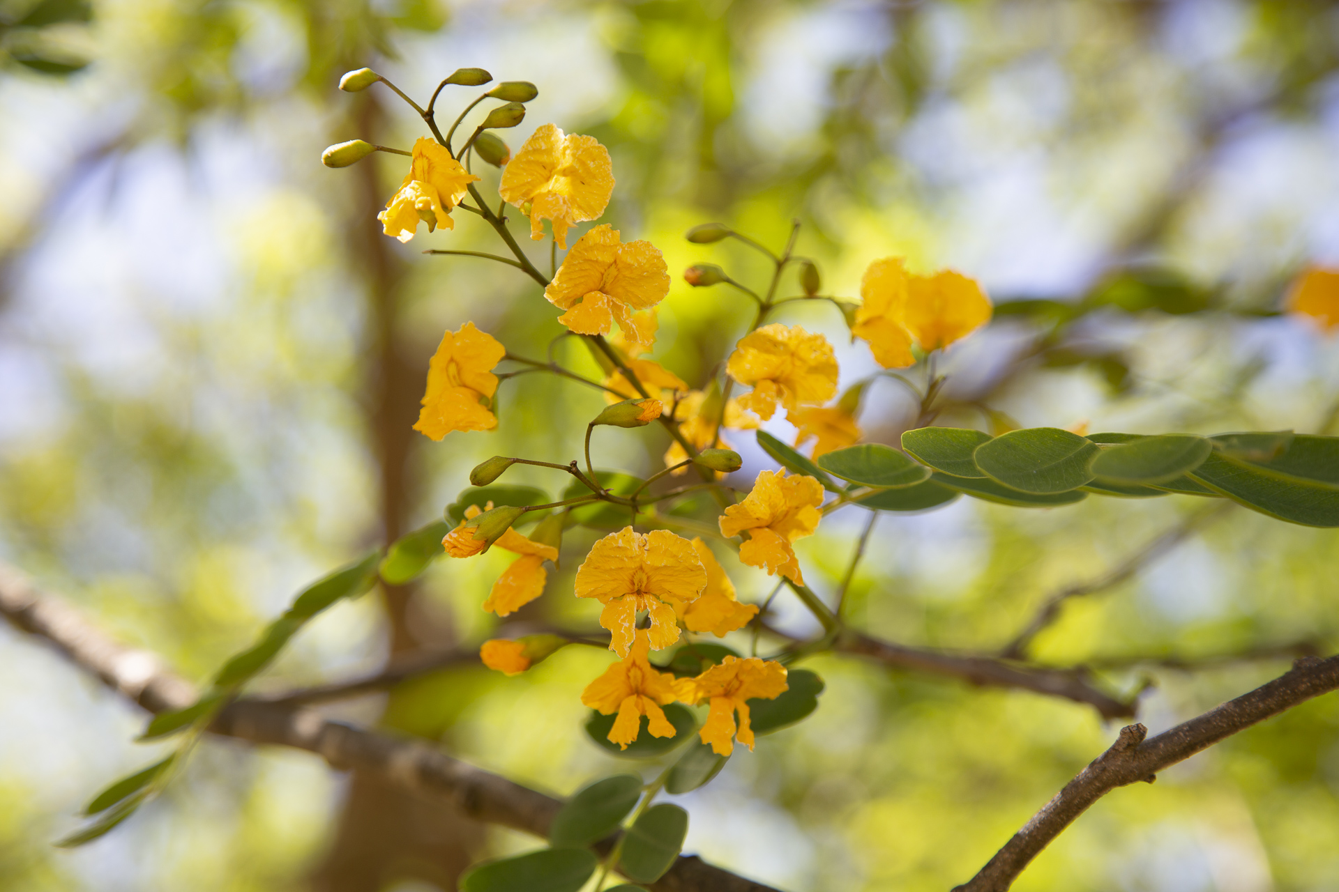 Tipuana tipu: tree with flowers