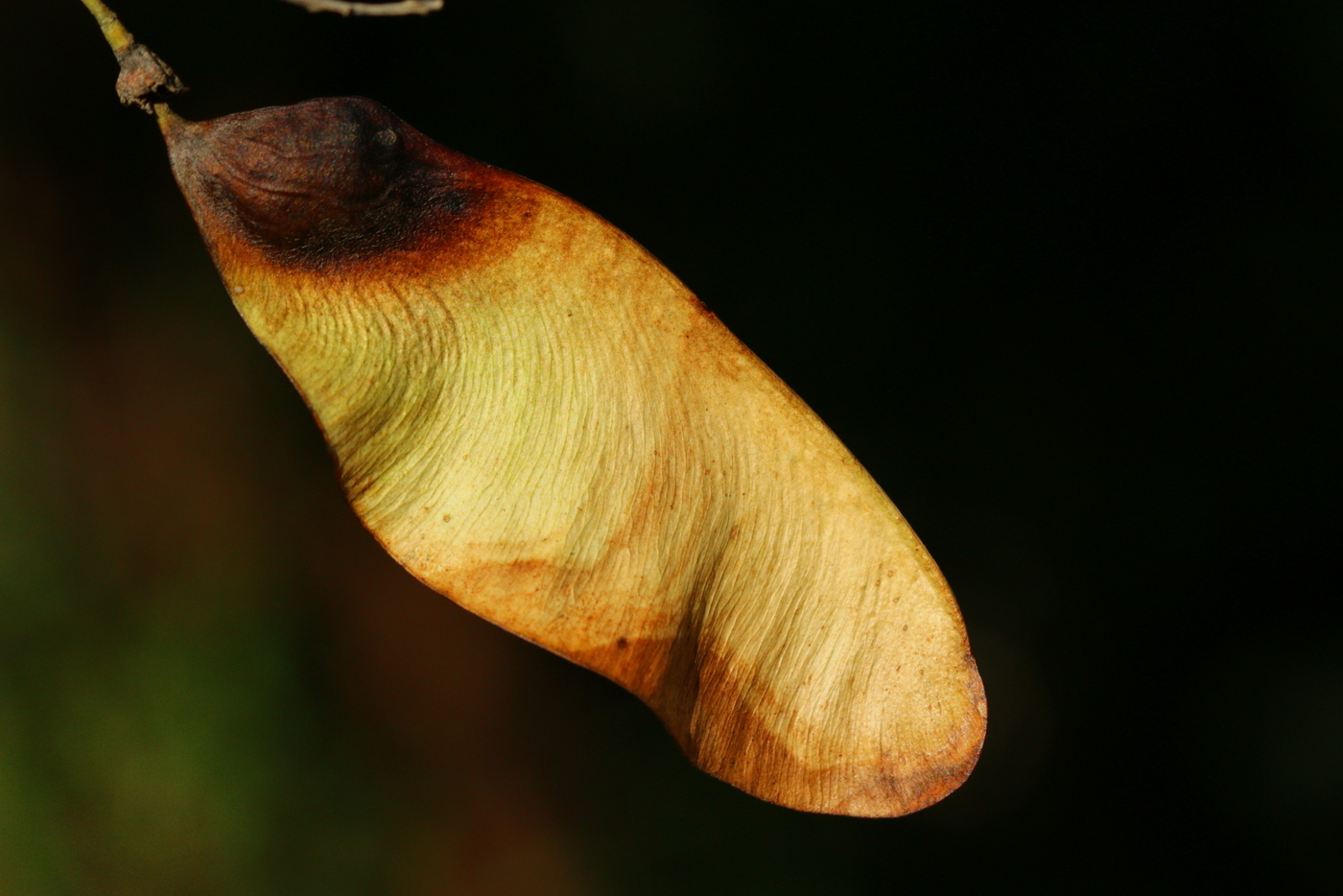 Tipuana tipu: fruit