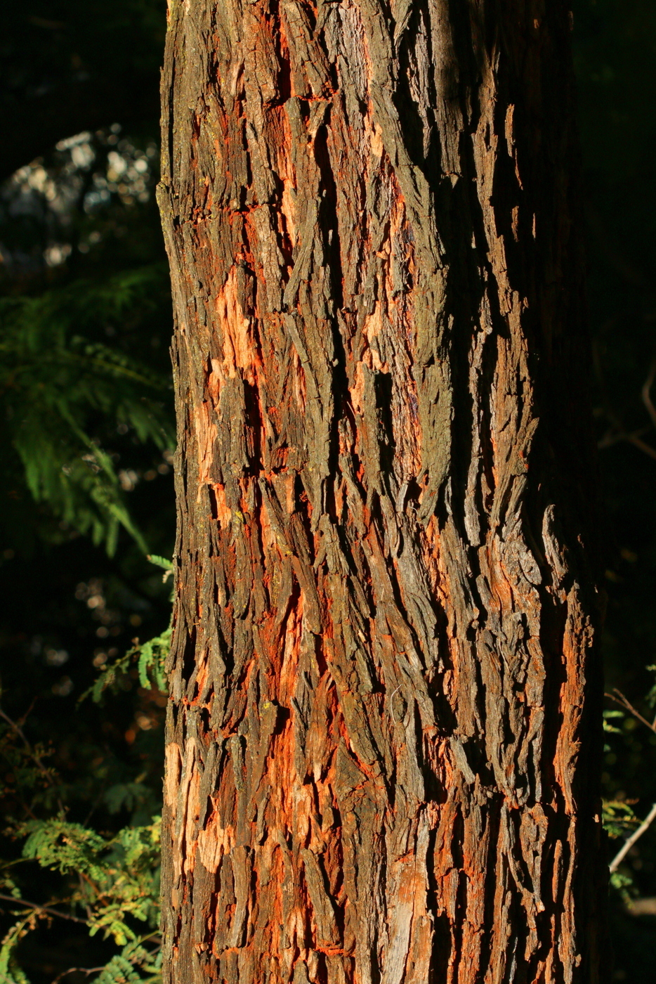 Tipuana tipu: bark