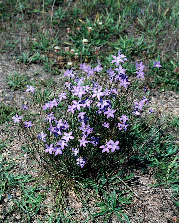 Wahlenbergia capillaris: whole small plant with flowers