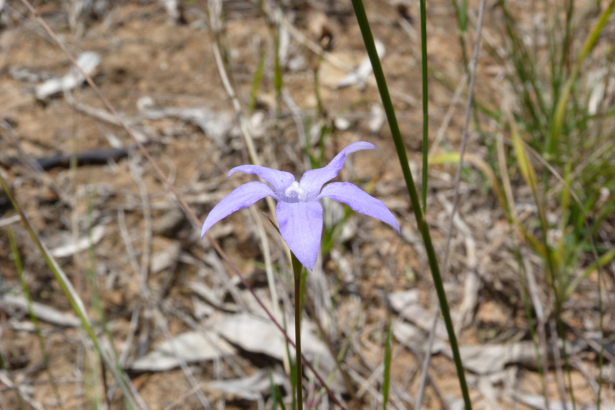 Wahlenbergia capillaris: side view of flower