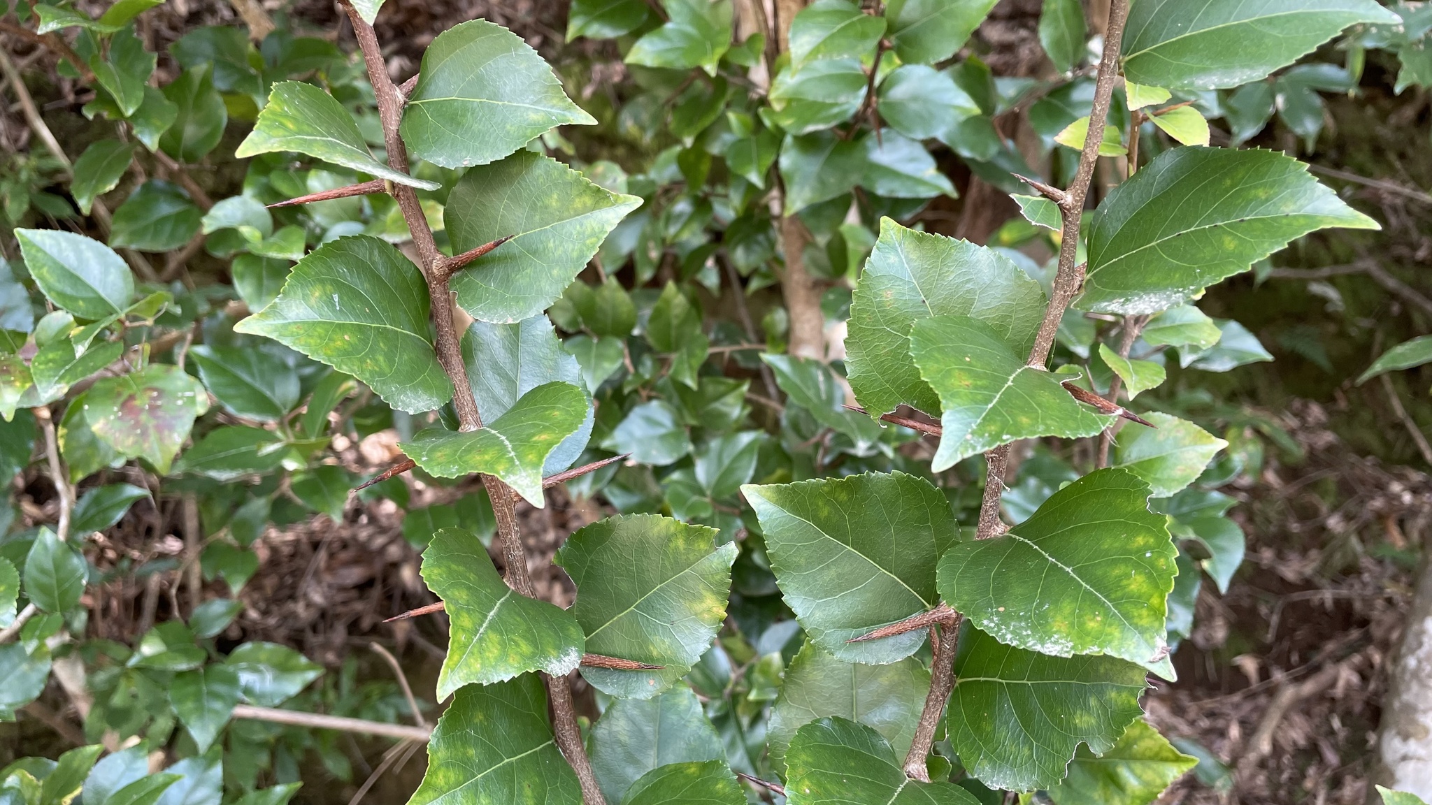 Xylosma racemosum: leaves, stems and thorns