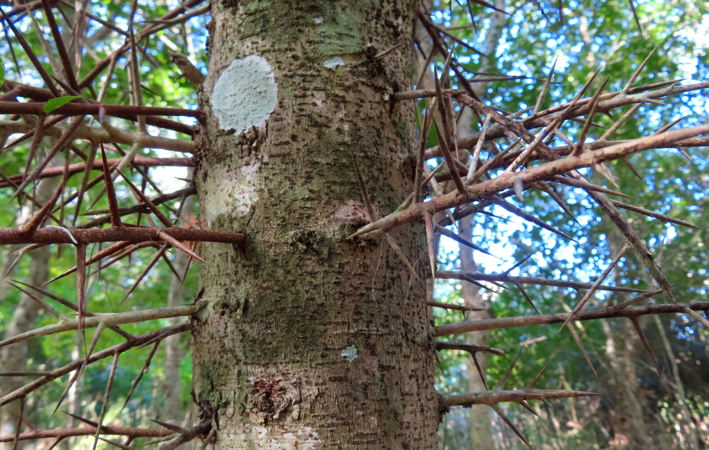 Xylosma racemosum: trunk with thorns