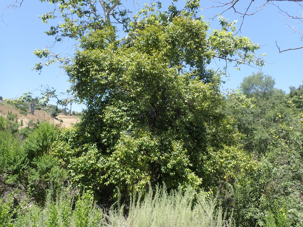 Xylosma racemosum: whole tree