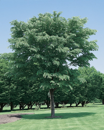 Zelkova serrata: whole tree