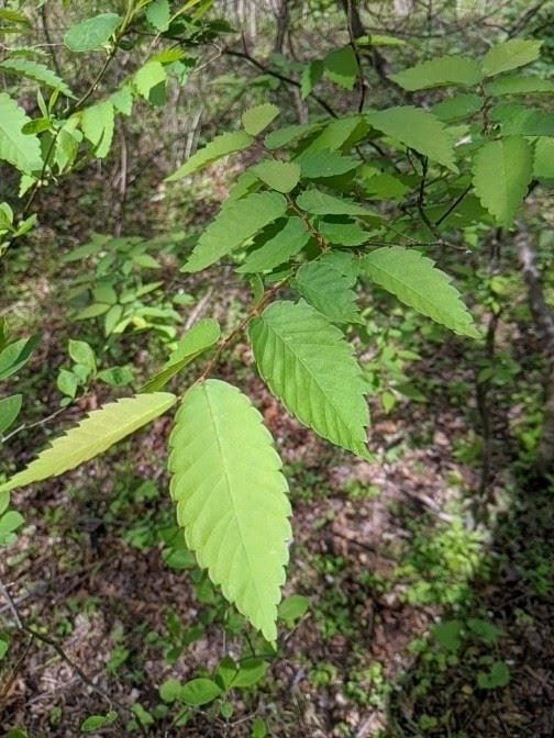 Zelkova serrata: leaves