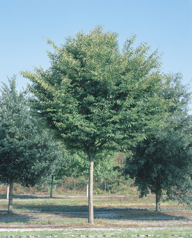 Zelkova serrata Green Vase: whole tree